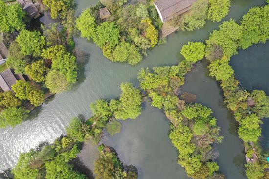 西溪湿地树木翠绿（无人机照片）。王刚 摄
