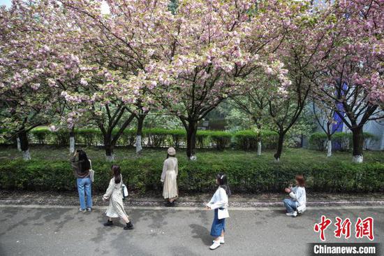 图为3月27日，贵州民族大学盛开的樱花吸引学生观赏。　瞿宏伦 摄