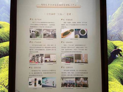 平水＠ 日铸作为越茶代表之一，如今已是柯桥名茶区域公共品牌。  项菁 摄