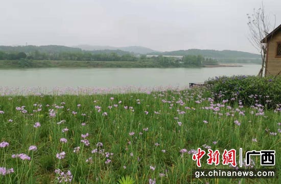 在广西南宁，由中国移动5G承载的河长制信息化监督管理平台守护着母亲河邕江的绿水青山。 申蓓 摄