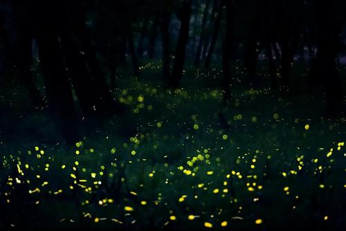 资料图：九龙国家湿地公园的萤火虫。 赵献伟 摄