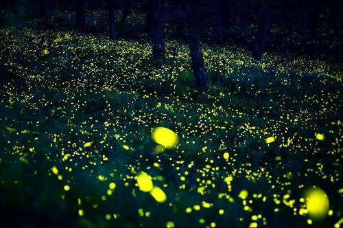 资料图：九龙国家湿地公园的萤火虫。 蓝华清 摄