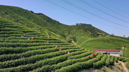 茶工采茶。陈永 摄
