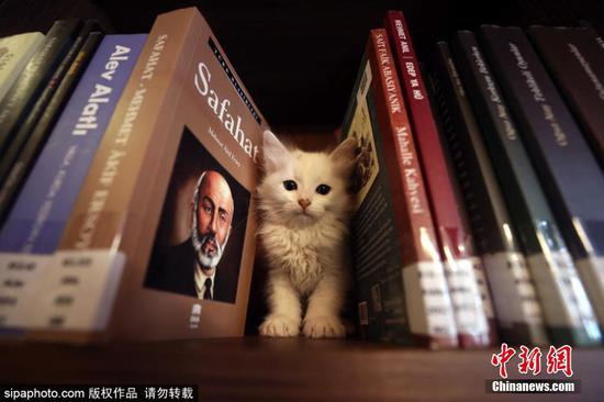当地时间2021年3月31日，土耳其布尔萨， 一家名为“Kedili Tekke”（有猫咪的旅馆）的图书馆内，小猫咪们徜徉在书海中。该图书馆过去是一处伊斯兰苏菲派的驿站，由Sheikh Ahmet Efendi创建于16世纪的奥斯曼时期，以爱喂猫的主人的名字而命名。现在，这加图书馆的猫咪们由奥斯曼加济流浪动物中心来照顾。图片来源：SIPAPHOTO