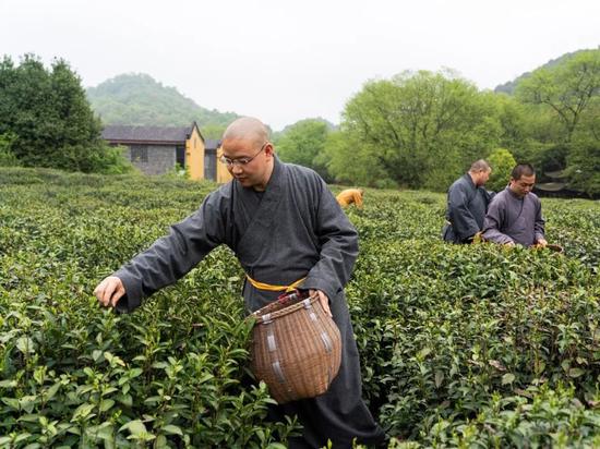 2021年法净禅茶正式开采。灵隐寺供图