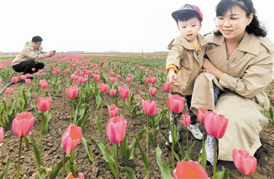 4月1日，北辰区双街花卉博览园第二届郁金香文化节开幕。园内种植的200余个品种郁金香陆续绽放，吸引了许多市民踏青赏花。 记者  高莹辉摄