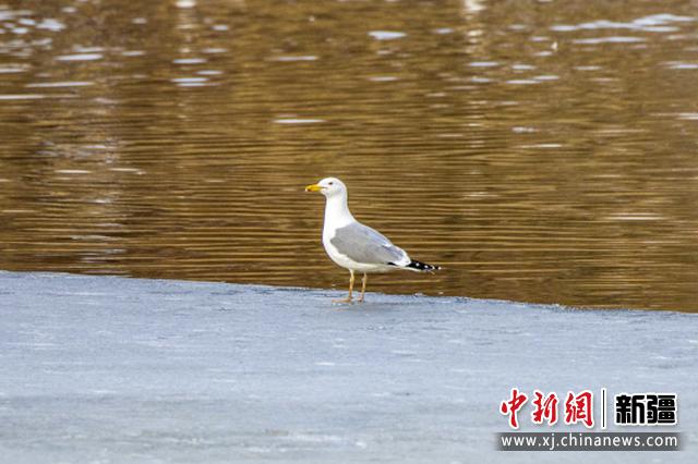 新疆察布查尔县湿地海鸥翱翔