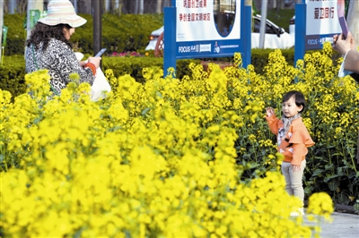 近日，中新天津生态城街路人驻足观看油菜花盛开，人与景融为一体，美不胜收。 记者  周伟摄