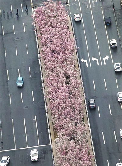 4月2日，天津市迎来降雨天气，细雨滋润大地，道路中间绿化带里盛开的海棠花分外娇艳。记者 吴迪 摄