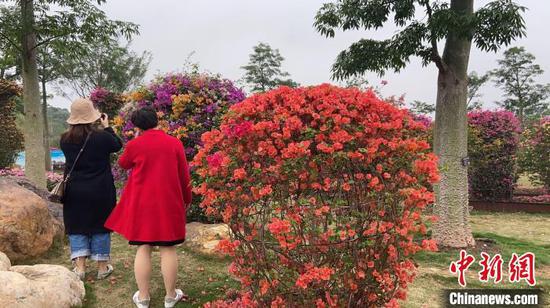 　图为游客在南宁青秀山赏花。　林洁琪 摄