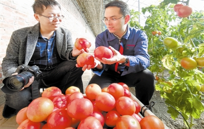 连日来，北辰区双街果蔬种植基地迎来许多来自京津冀的游客，他们在专业农技人员的指导下学习如何种植蔬菜，并现场采摘蔬菜，感受收获的快乐。记者 高莹辉 摄