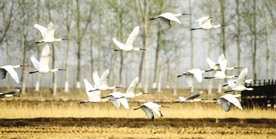 连日来，天津市蓟州区青甸洼万亩荷塘飞来了百余只带着长长羽冠、喙呈扁平状，非常漂亮的白色大鸟，当地人很少见。经林业人员鉴定，此鸟为白琵鹭，是国家二级保护动物。通讯员 王广山 摄