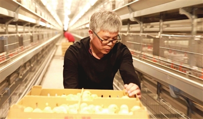 西堤头镇金亚麻农业科技有限公司雏鸡进场。 区供图