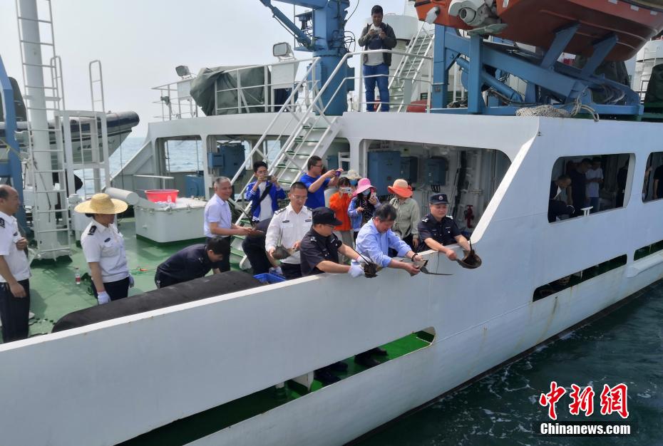 支队联合广西渔政指挥中心,北海市海洋局等单位开展海龟放生及中国鲎