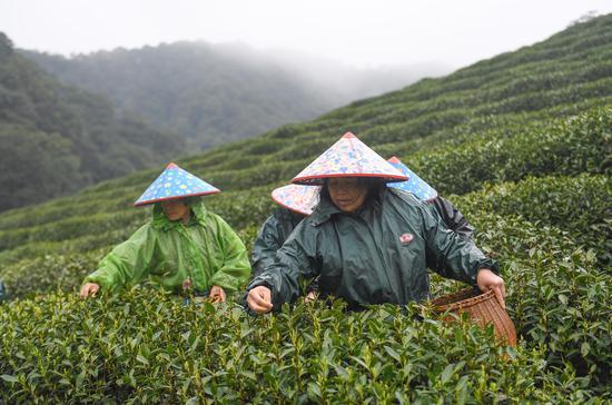 西湖龙井茶采茶。王刚 摄