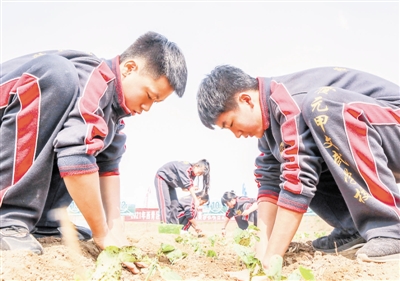 近日，天津市西青区在辛口镇第六埠村举办2021年中小学劳动技能大赛涉农项目比赛，包括平整土地、起垄做畦、施用底肥、移苗定植等项目，共有来自全区17所中小学的120余名学生参加。