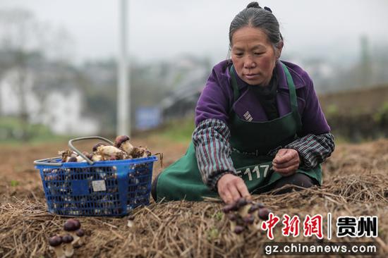 赤松茸产业助农增收致富