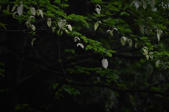 不少珙桐花在树林中绽放。 王刚 摄