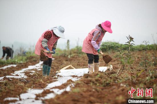 4月15日，贵州纳雍，农户在玉龙坝镇平寨坝区黄蜀葵种植基地覆膜。　瞿宏伦 摄