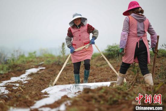 4月15日，贵州纳雍，农户在玉龙坝镇平寨坝区黄蜀葵种植基地覆膜。　瞿宏伦 摄
