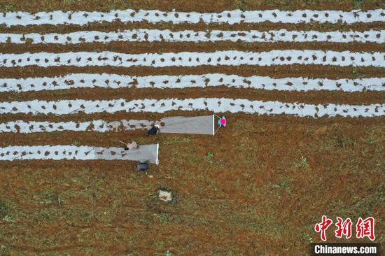 4月15日，贵州纳雍，农户在玉龙坝镇平寨坝区黄蜀葵种植基地覆膜(无人机拍摄)。　瞿宏伦 摄