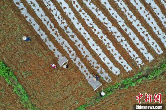 4月15日，贵州纳雍，农户在玉龙坝镇平寨坝区黄蜀葵种植基地覆膜（无人机拍摄）。　瞿宏伦　摄