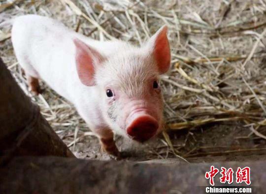 资料图：近期，中国生猪价格持续上涨。 钟欣 摄