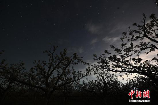 4月中旬以来，新疆库尔勒市出现持续晴好天气，正值梨花盛花期，40余万亩梨花娇艳欲滴。在晴朗的夜空下，盛开的梨花“遇上”星空之美。确·胡热 摄


