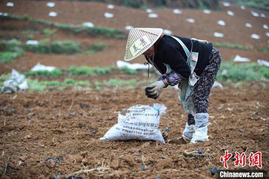 4月15日，贵州纳雍，农户在玉龙坝镇平寨坝区小黄姜种植基地施肥。　瞿宏伦 摄