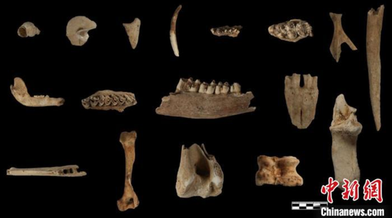 图为贵安招果洞遗址出土的动物遗骸。　贵州省文物考古研究所提供 摄