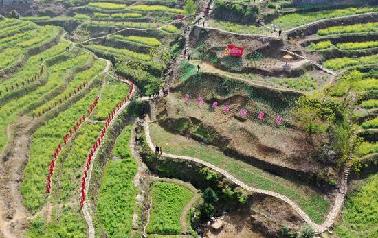 油菜花梯田。 王洁供图