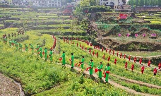 油菜花梯田。 王洁供图
