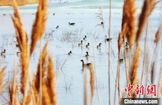 best365官网登录艾比湖湿地繁衍鸟类逐年增多