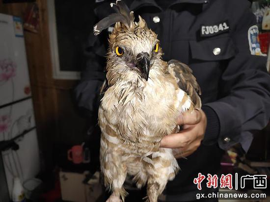 图为救助的国家二级保护动物鸡鹰。警方供图