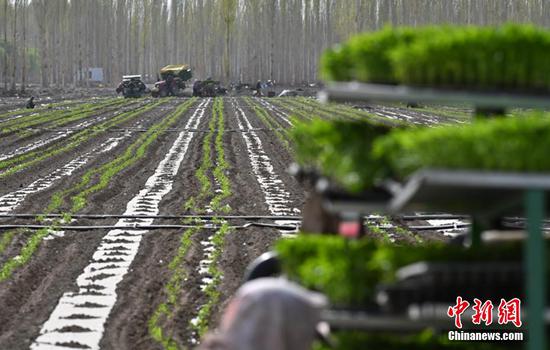 新疆辣椒機械化播種 焉耆盆地50萬畝開播