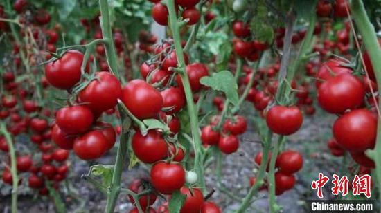 为帮助农民增收致富，库车市阿克吾斯塘乡博斯坦村引进番茄等特色种植。　王建强 摄