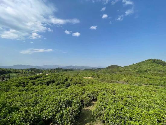 常山胡柚林。张斌 摄