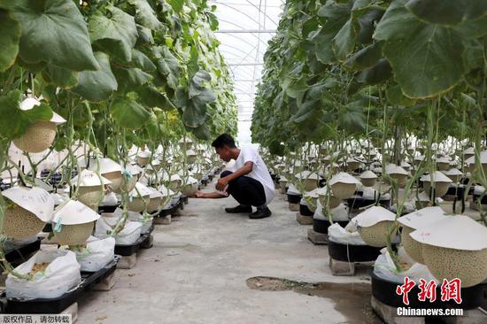 4月21日消息，近日，马来西亚农民成功在热带气候下种植日本甜瓜，他们戴着手套为甜瓜定期“按摩”，并在温室里通过扬声器为甜瓜播放古典音乐，认为这样有助于刺激甜瓜生长。
