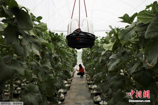 4月21日消息，近日，马来西亚农民成功在热带气候下种植日本甜瓜，他们戴着手套为甜瓜定期“按摩”，并在温室里通过扬声器为甜瓜播放古典音乐，认为这样有助于刺激甜瓜生长。