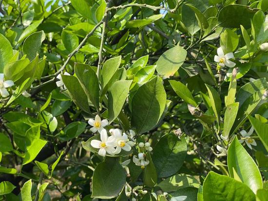 常山胡柚花正盛放。张斌 摄