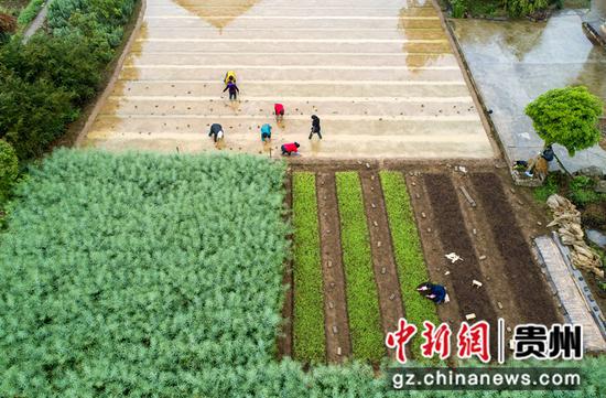 2021年4月20日，贵州省毕节市黔西县洪水镇解放村，村民在水稻秧田里移栽幼秧苗（无人机照片）。
