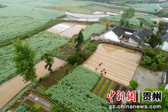 2021年4月20日，贵州省毕节市黔西县洪水镇解放村，村民在水稻秧田里移栽幼秧苗（无人机照片）。