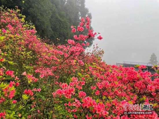 千米高山上的杜鹃花开正艳。  张斌 摄