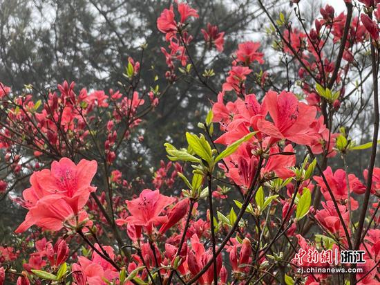 千米高山上的杜鹃花开正艳。  张斌 摄