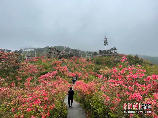 千米高山上的杜鹃花开正艳。  张斌 摄