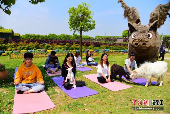 “山羊瑜伽”运动会现场。  连国庆 摄