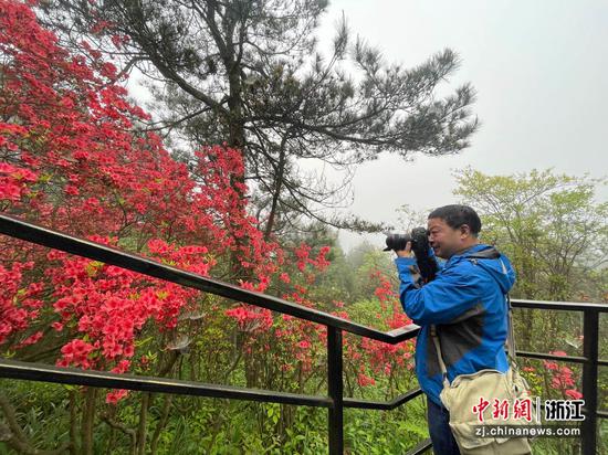 游客拍摄杜鹃花。  张斌 摄