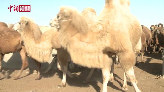 新疆牧民衛星定位“智能放牧”沙漠駱駝 省心省力