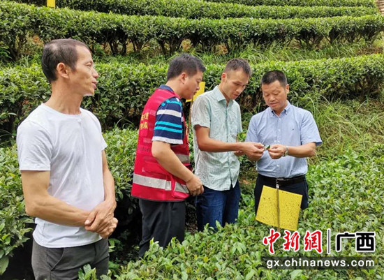 图为中国茶叶研究所专家到独峒镇八协村指导茶叶种植 广西市场监管局供图
