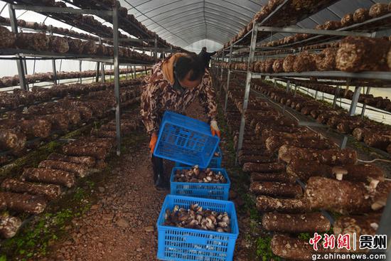 铜仁市松桃县普觉镇道塘村食用菌基地。 铜仁市松桃县普觉镇道塘村食用菌基地。